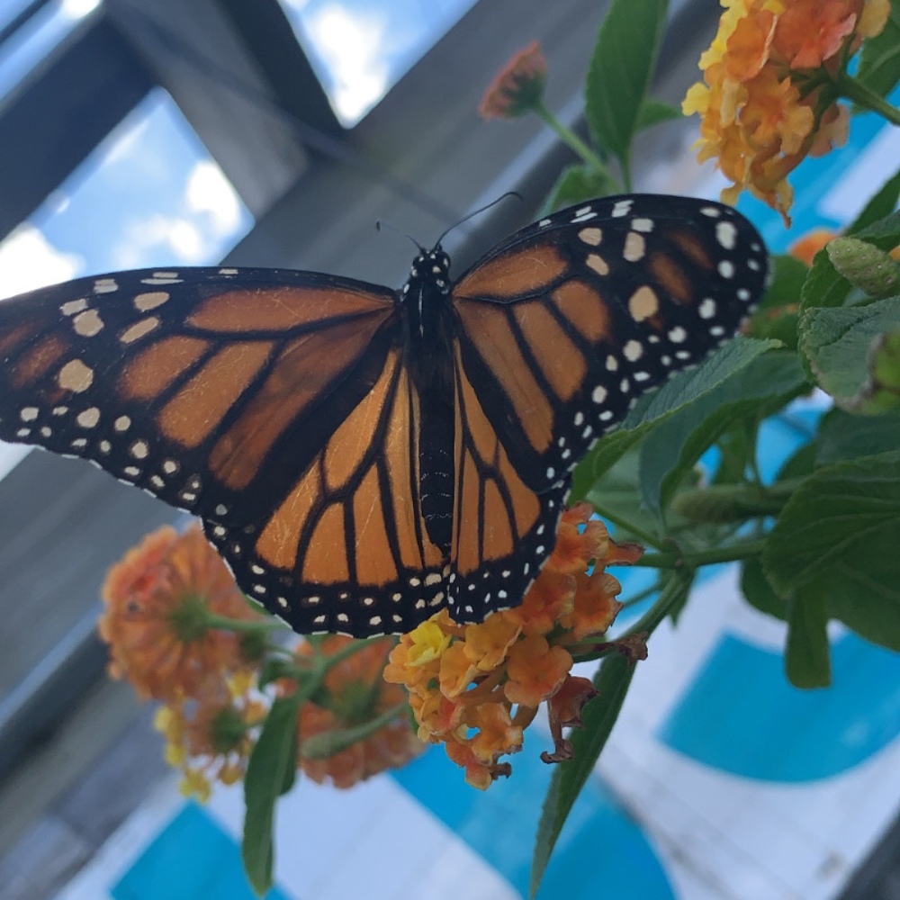 Meet your Posher, Sidney